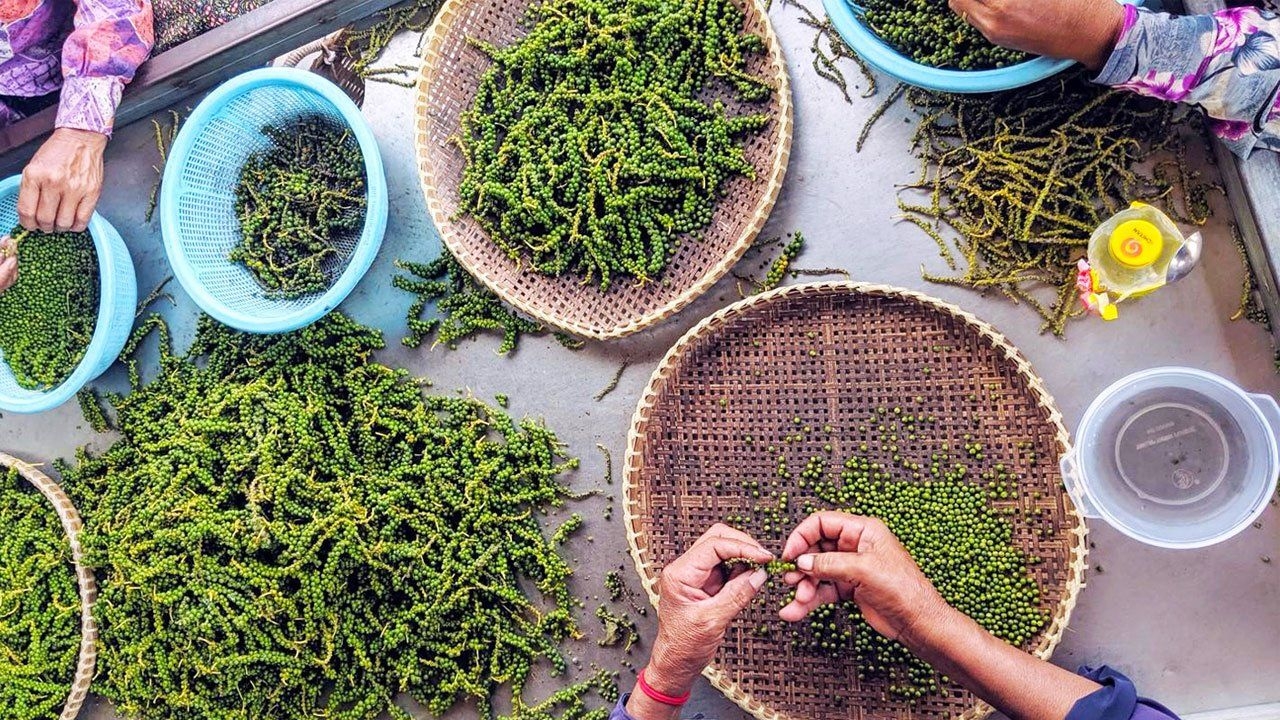 kampot-pepper-farm-tour2812.jpeg
