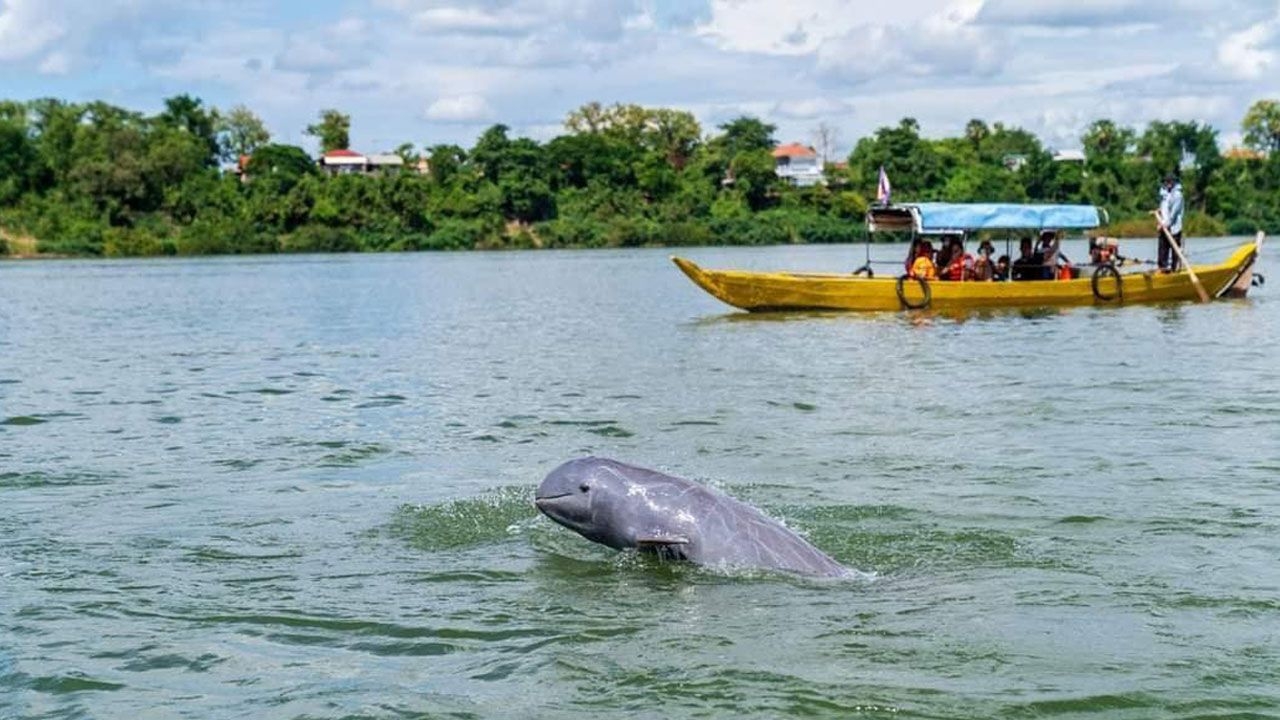 dolphin-tour-in-Kratie.jpg