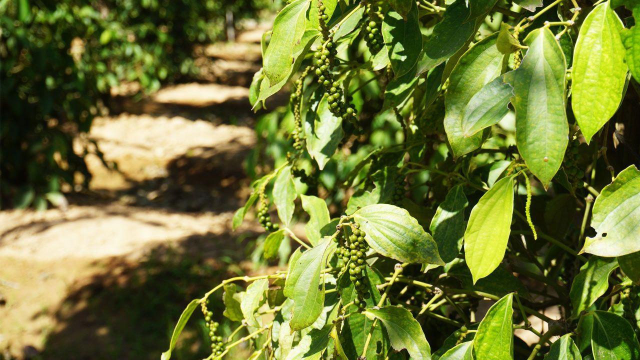 kampot-pepper-farm.jpg